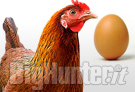 é nato prima l'uovo o la gallina?