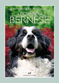 Bovaro Bernese