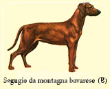 Segugio da montagna bavarese