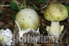 Amanita phalloides