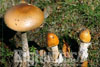 amanita fulva