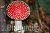 Amanita muscaria