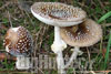 Amanita phantherina