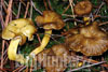Cantharellus luscens