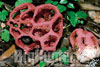 Clathrus ruber