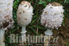 Coprinus comatus