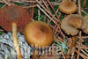 Cortinarius semisanguineus