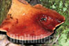 Fistulina hepatica