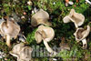 helvella ephyppium