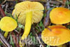 Hygrocybe clhorophana