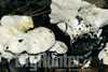 hydnum albidum peck angiolino bianco