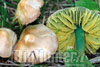 hygrocybe psittacina