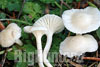 Hygrocybe virginea