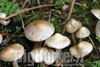 Inocybe geophylla