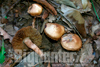 Inocybe pyriodora