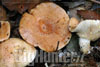 lactarius chrysorrheus