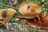 Paxillus involutus