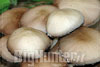 Psathyrella candolleana