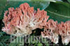 Ramaria subbotrytis