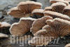 Schizophyllum commune