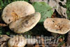 Tricholoma acerbum