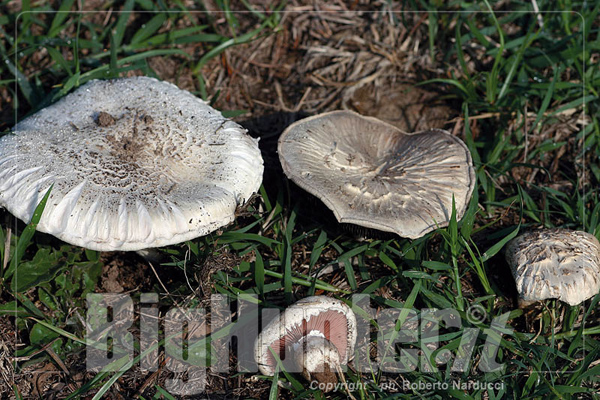 Agaricus campestris