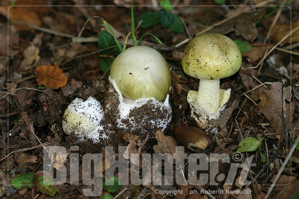 Amanita phalloides