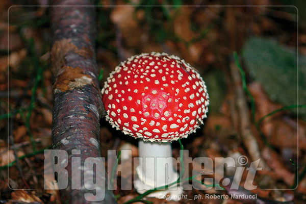 Amanita muscaria