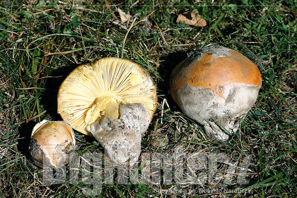 amanita cesarea