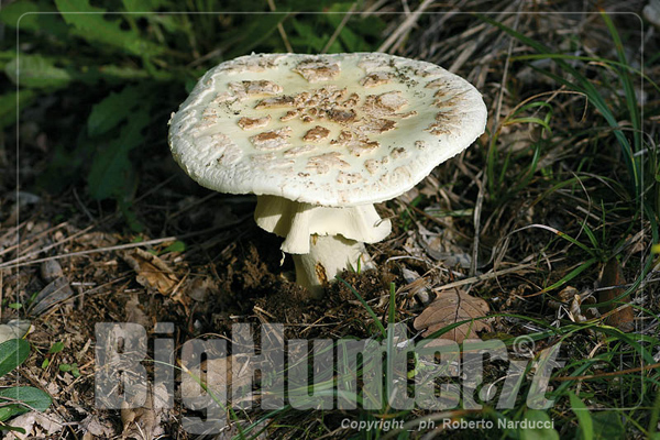 Amanita citrina