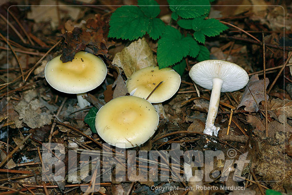 Amanita gemmata