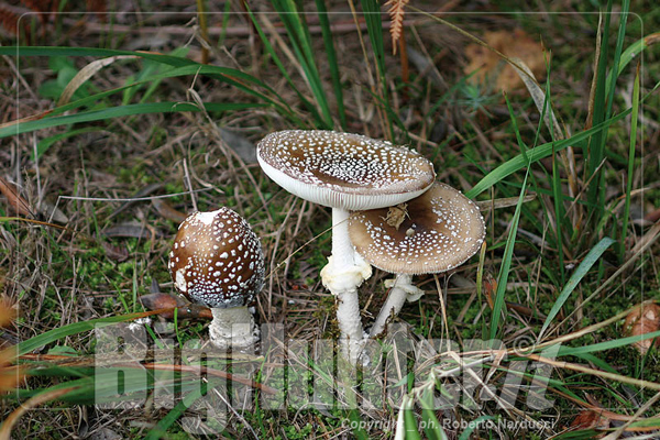 amanita pantherina