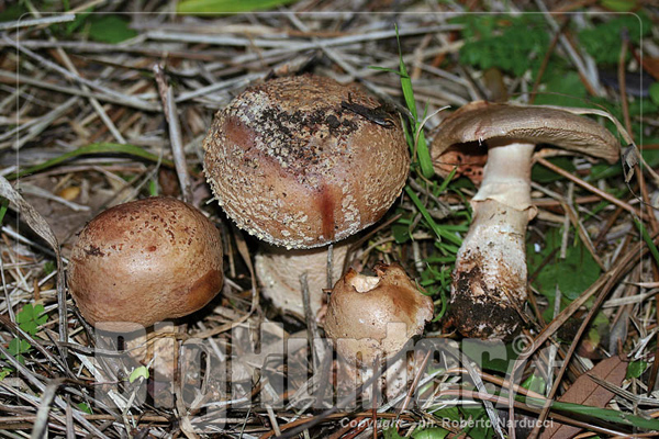 Amanita rubescens