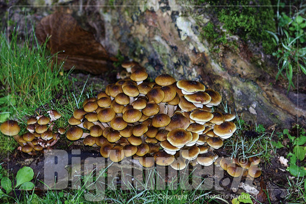 Armillaria mellea