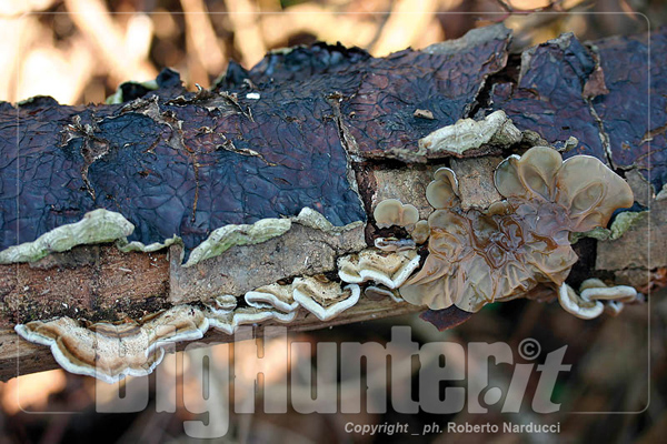 auricularia mesenterica