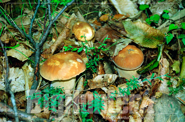 Boletus aestivalis