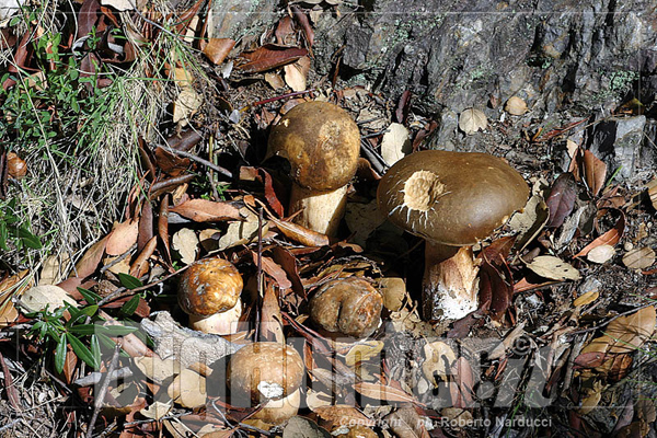 boletus aereus