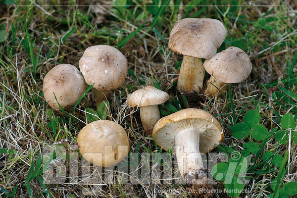 Calocybe gambosa