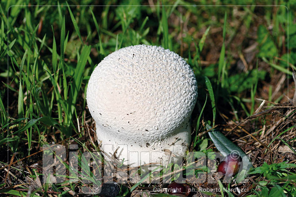 Calvatia utriformis