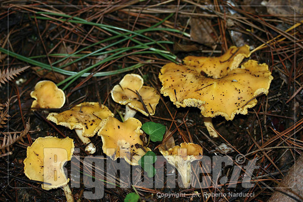 cantharellus cibarius