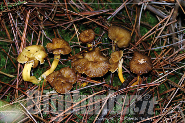 Cantharellus lutescens