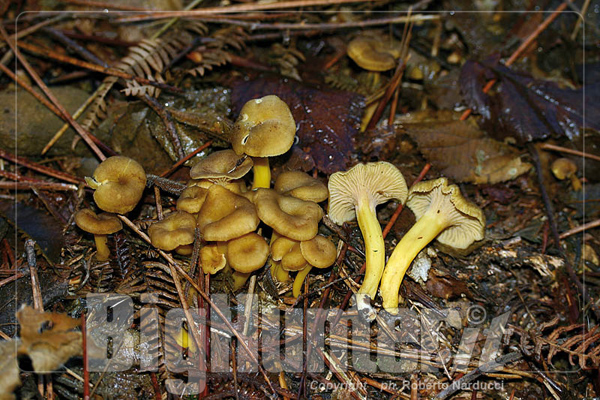 cantharellus tubaeformis