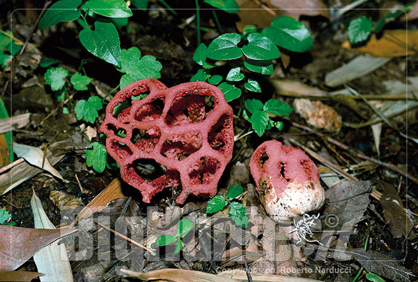 Clathrus ruber