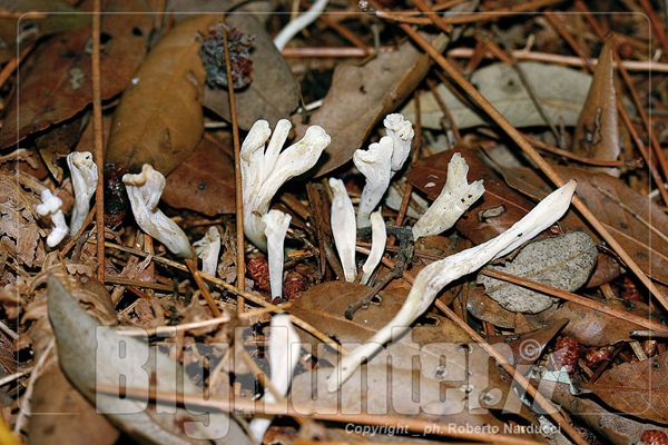 Clavulina rugosa