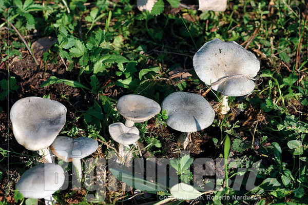 clitocybe odora