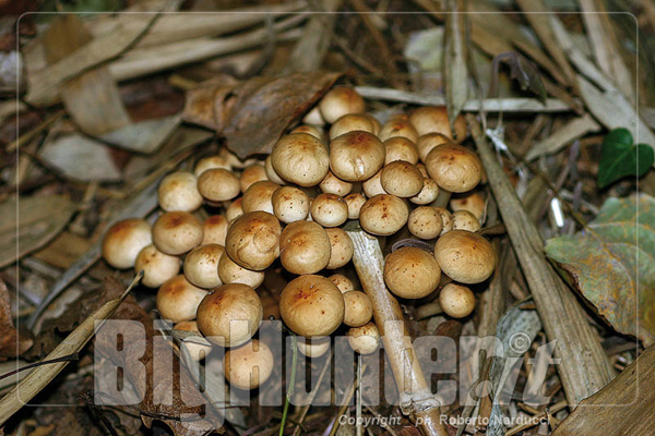 Collybia fusipes