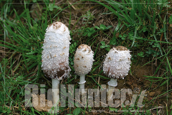 Coprinus comatus