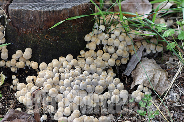 Coprinus disseminatus