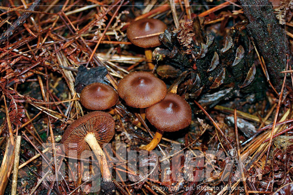 Cortinarius cinnamomeobadius