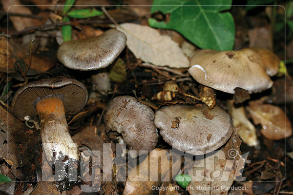 Cortinarius infractus